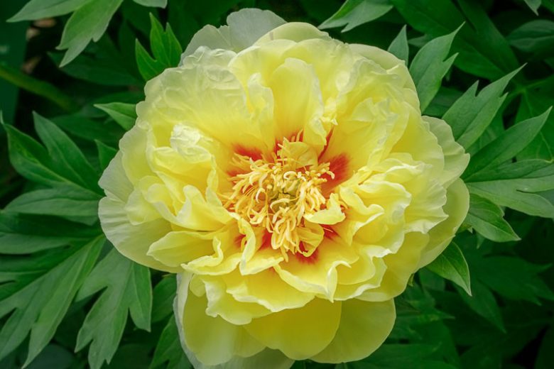 Paeonia 'Bartzella', Peony 'Bartzella', 'Bartzella' Peony, Itoh Peony 'Bartzella', Intersectional Peony 'Bartzella', Yellow Peonies, Yellow flowers, Fragrant Peonies
