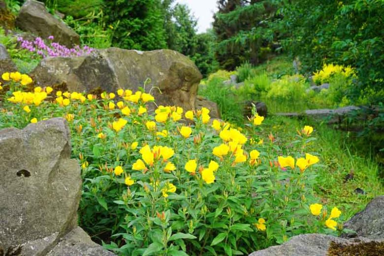 Oenothera Biennis, Common Evening Primrose, Evening Star, Sun Drop, Coffee Plant, Cure-All, Fever Plant, Field Primrose, Four O'Clock, German Rampion, Large Rampion, Night Willowherb, Scabbish, Scurvish, Wild Four O'Clock