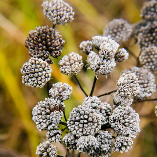 Pycnanthemum virginianum, Virginia Mountain Mint, Koellia virginiana, White flowers