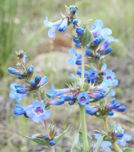 Penstemon speciosus, Royal Penstemon, Royal Beardtongue, Sagebrush Penstemon, Sagebrush Beardtongue, Penstemon speciosus ssp. kennedyi, Blue Penstemon, Blue Beardtongue