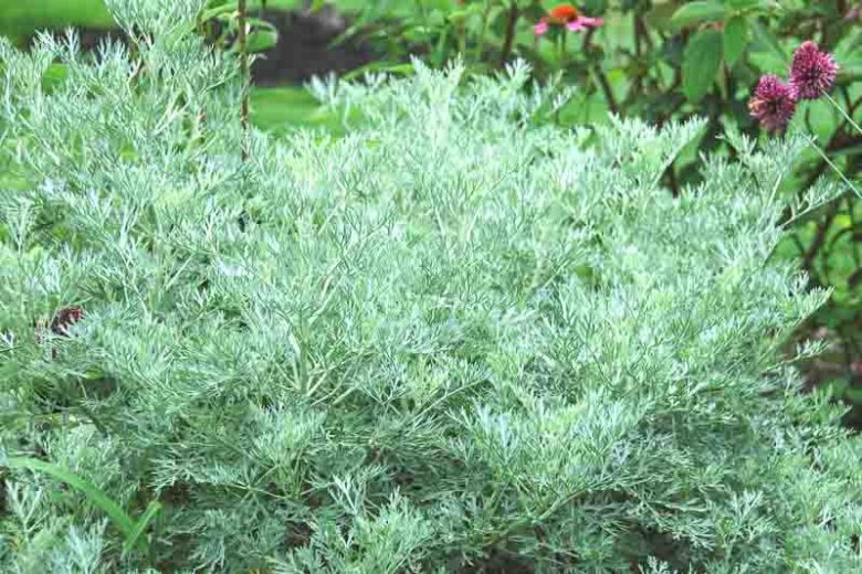 Artemisia Powis Castle, Wormwood 'Powis Castle', Artemisia Arborescens x Absinthium, Wormwood 'Powys Castle', Artemisia Arborescens 'Brass Band', Artemisia Arborescens 'Powis Castle', Silver foliage plant, aromatic foliage plant