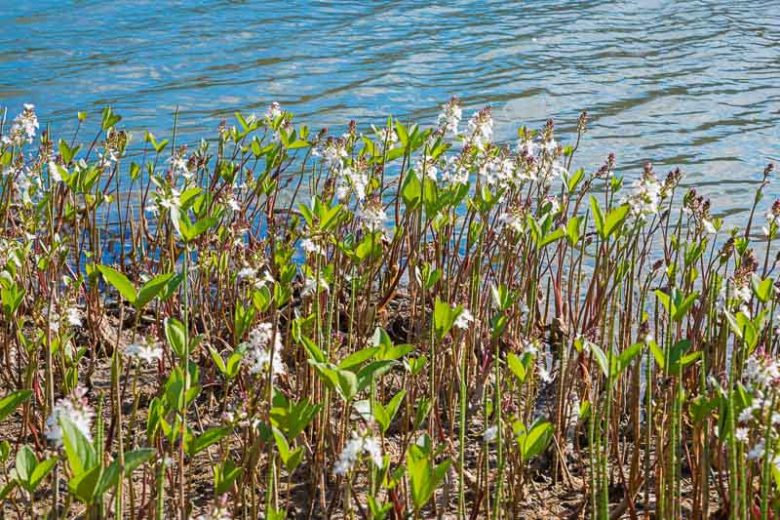 Menyanthes trifoliata, Buckbean, Buck-Bean, Bogbean, Bean Trefoil, Beck Bean, Bitterwort, Bog Hop, Bog Myrtle, Bog Nut, Bog Trefoil, Brook Bean, Marsh Clover, Marsh Trefoil, Water Shamrock, Water Trefoil