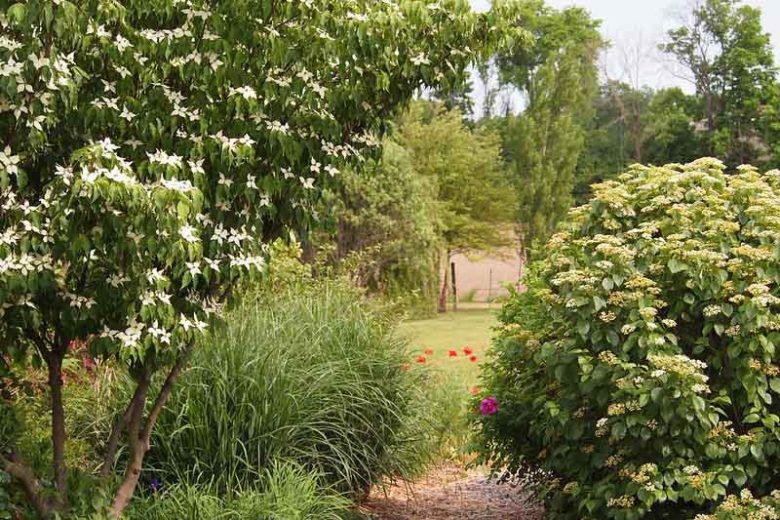 Viburnum dentatum, Southern Arrowwood, American Arrow Wood, Arrow Wood, Shrub with fall color, fall color, shrub with berries, White Flowers, Black berries