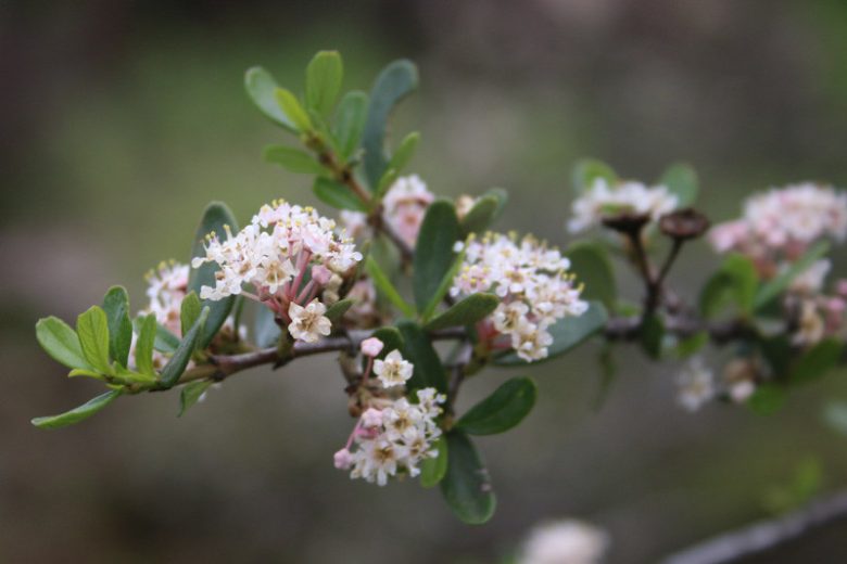 Ceanothus cuneatus, Buckbrush, Buckbrush Ceanothus, Blue Brush, Cuneate Ceanothus, Wedgeleaf Ceanothus, Fragrant Shrubs, Evergreen Shrubs