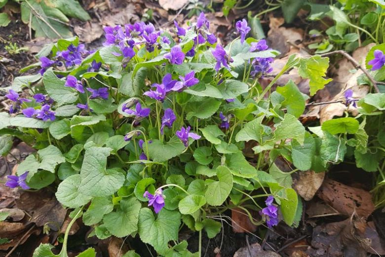 Viola Sororia, Common Blue Violet, Missouri Violet, Hooded Blue Violet, Florida Violet, Meadow Violet, Shade plants, shade perennial, violet flowers, plants for shade
