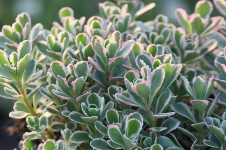 Sedum spurium ‘Tricolor’,Stonecrop 'Tricolor', Tricolor Stonecrop, Sedum spurium 'Variegatum', Phedimus spurius 'Tricolor', Variegated Sedum, Variegated Succulent