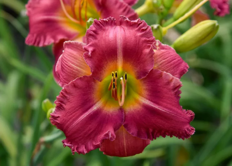 Hemerocallis Endless Heart, Daylily Endless Heart, Day Lily Endless Heart, Endless Heart Daylily, daylilies, Daylily, Day Lilies, Pink flowers, Pink day lily, Pink Daylily, Early Season Daylilies, Reblooming Daylilies