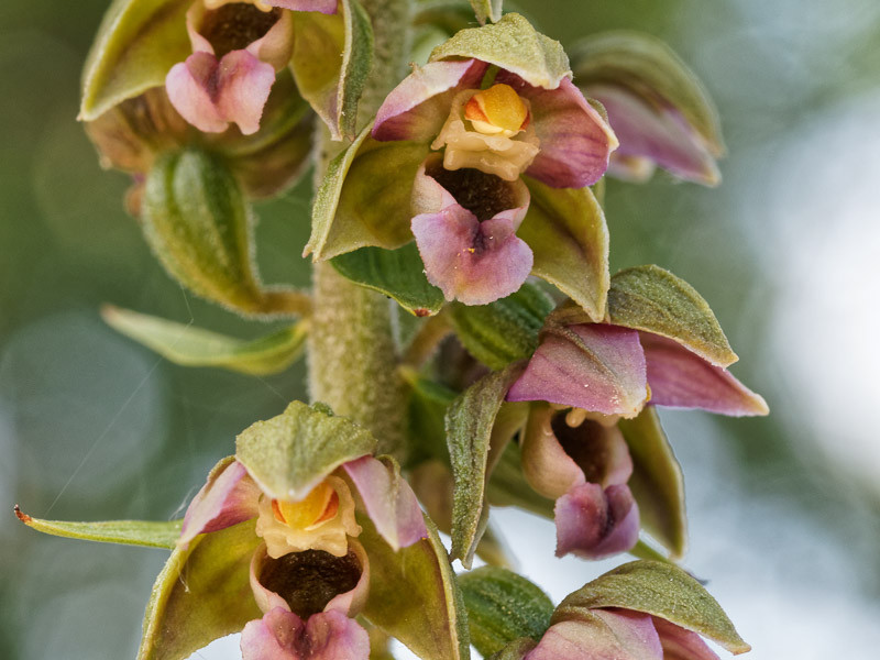 Epipactis, Helleborine, Hardy Orchids, Garden Orchids, Epipactis helleborine, Epipactis Gigantea, Epipactis palustris, Broad-leaved Helleborine, Marsh Helleborine, Giant Helleborine