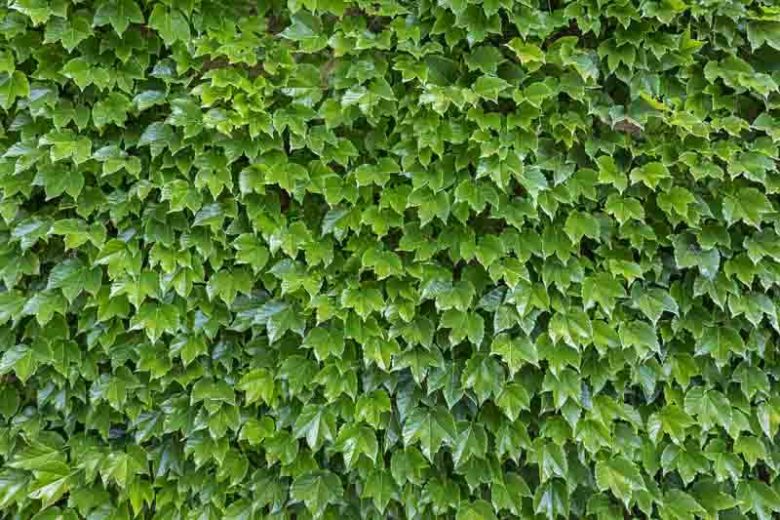 Parthenocissus tricuspidata, Boston Ivy, Japanese Creeper, Japanese Ivy, Ampelopsis hoggii, Ampelopsis tricuspidata, Vitis inconstans, Deciduous Vines, Red Vines