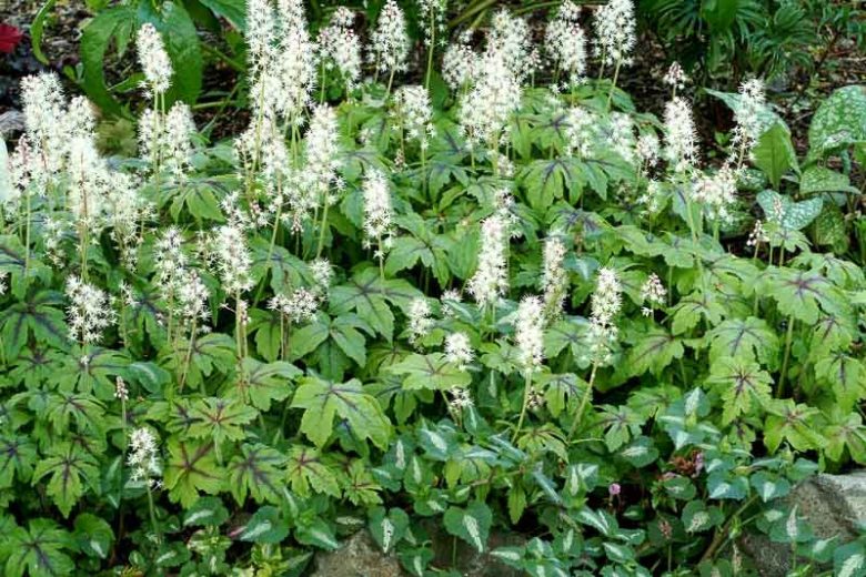 Tiarella 'Jeepers Creepers', Foam Flower 'Jeepers Creepers', Coolwort 'Jeepers Creepers', False Mitrewort 'Jeepers Creepers', White Coolwort, Shade plants, White Flowers