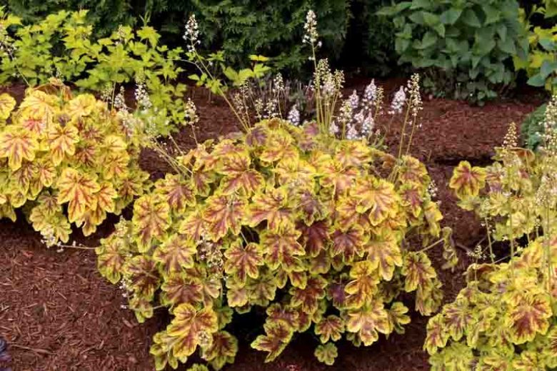 Heucherella 'Solar Eclipse', Foamy Bells 'Solar Eclipse, Shade plants, Evergreen perennials, Lime Heucherella, Lime Foamy Bells, Red Heucherella,Red Foamy Bells