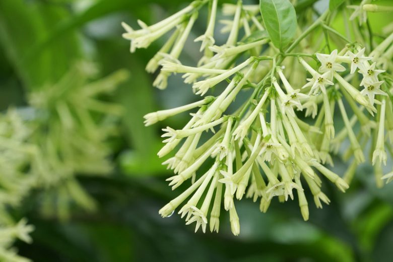 Cestrum nocturnum, Night-Blooming Jessamine, Night-Blooming Jasmine, Night-Blooming Cestrum, Raatrani,Fragrant Vine, Fragrant Shrub, White Flowers