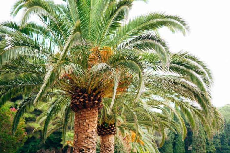 Phoenix canariensis, Canary Island Date Palm, Canary Date Palm, Slender Date Palm, Drought tolerant tree, Palm Tree