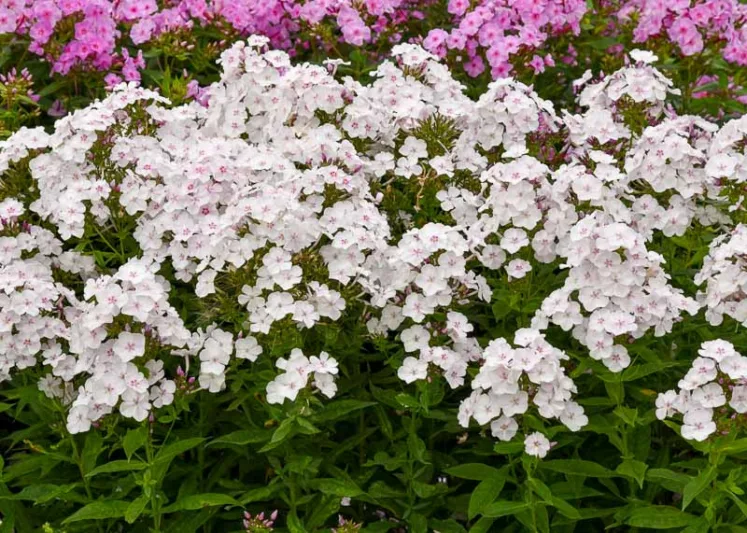 Phlox Paniculata 'Party Girl', Phlox 'Party Girl', Border Phlox 'Party Girl', Fall Phlox 'Party Girl', Garden Phlox 'Party Girl', Perennial Phlox 'Party Girl', Summer Phlox 'Party Girl', White phlox, White flowers