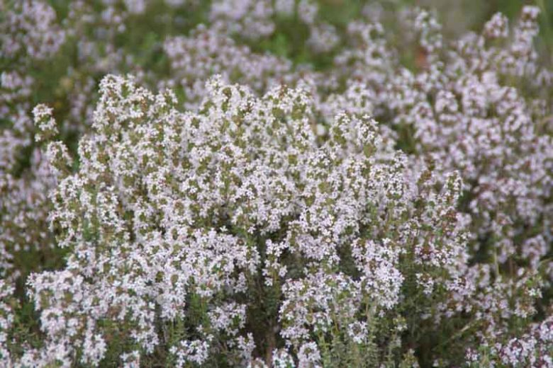 Thymus vulgaris, Common Thyme, Garden Thyme, Pot-Herb Thyme, English Thyme, Tomillo, Garden Herb, Drought tolerant perennial, aromatic perennial, fragrant perennial