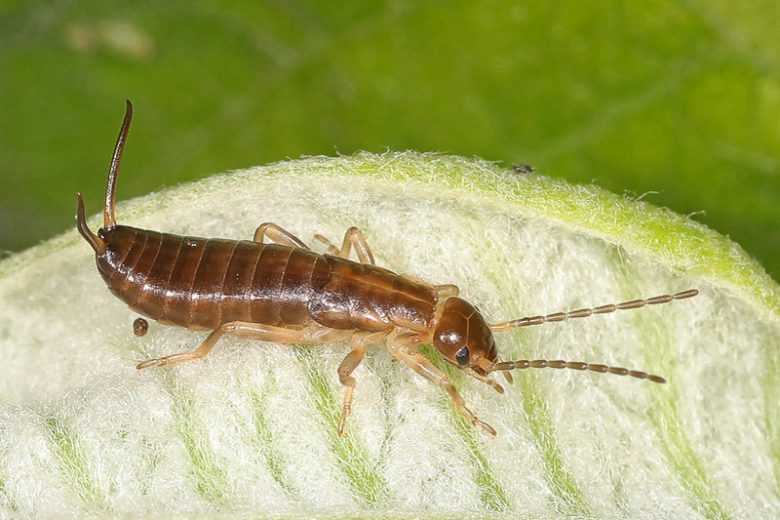 Earwig