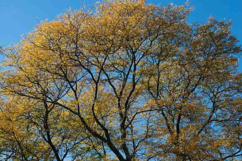 Gleditsia triacanthos, Honey Locust, Common Honey Locust, Thorny Common Honey Locust, Honey Shucks Locust, Sweet Locust, Thorny Locust, Honey Shucks, Sweet Bean Tree, Gleditsia triacanthos var. inermis