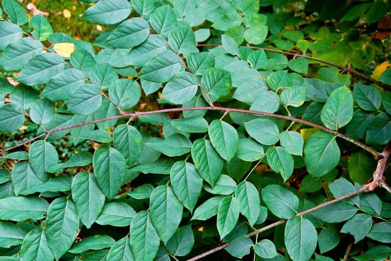 Gymnocladus dioica, Kentucky Coffeetree, Stump Tree, Chicot, fall color, Pink flowers