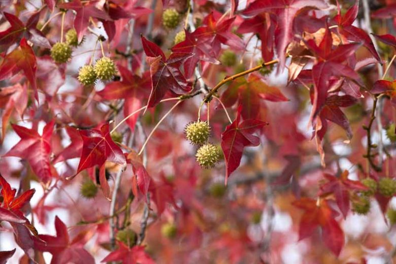 Liquidambar styraciflua, Sweet Gum, American Red Gum, American Sweet Gum, Bilsted, Copalm Balsam, Red Gum, Satin Walnut, Deciduous Tree, Fall Color