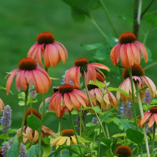 Coneflower 'Sundown', Echinacea 'Sundown', Coneflower Big Sky Sundown, Echinacea Big Sky Sundown, Orange Coneflower, Coneflowers, Cone flowers, Fragrant perennials, drought tolerant perennials