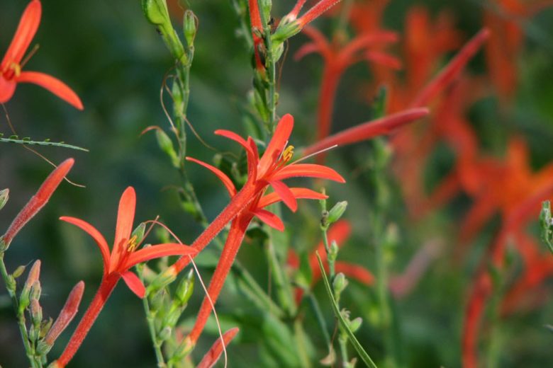 Anisacanthus quadrifidus var. wrightii, Texas Firecracker, Desert Honeysuckle, Wright's Desert Honeysuckle, Wright's Anisacanthus, Mediterranean plants, Mediterranean shrubs, Red flowers
