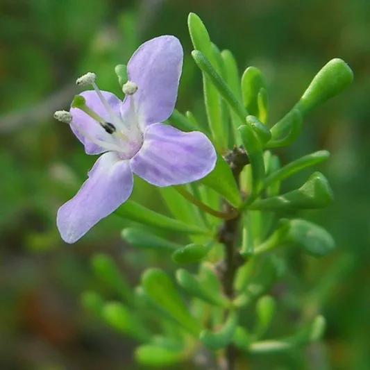 Lycium carolinianum, Carolina Wolfberry, Carolina Desert-Thorn, Creeping Wolfberry, Christmas Berry, Christmasberry