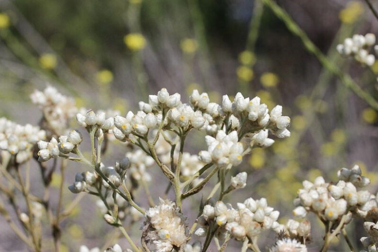 Pseudognaphalium californicum, Ladies' Tobacco, California Rabbit Tobacco, California Cudweed, California Everlasting, Green Everlasting, Gnaphalium californicum, California Native Plants