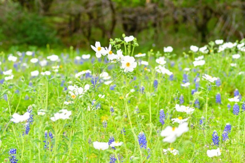 Argemone albiflora,Bluestem Pricklypoppy, White Pricklypoppy, Prickly Poppy, Texas Prickly Poppy, White Prickly Poppy, White Poppy, White Flowers