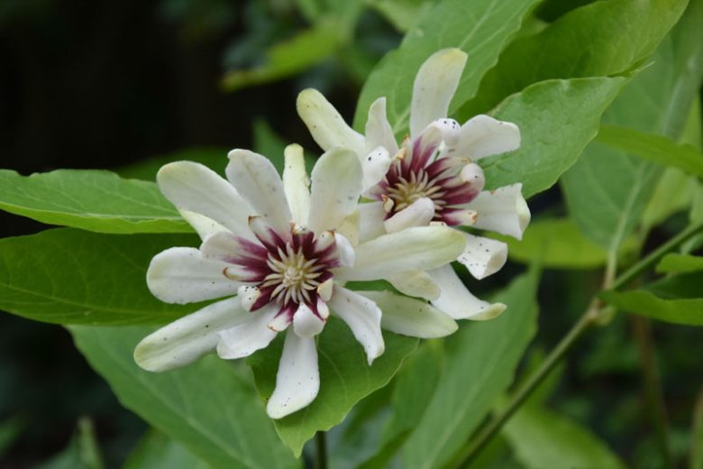 Calycanthus 'Venus, Carolina Allspice 'Venus', Sweetshrub 'Venus', Strawberry-Bush 'Venus', Sweet Bubby 'Venus', Sweet Betsy 'Venus, Spicebush 'Venus', Flowering shrub