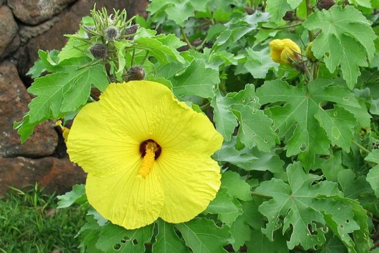 Hibiscus brackenridgei, Aloalo, Brackenridge's Rosemallow, Mao Hau Hele, Native Yellow Hibiscus