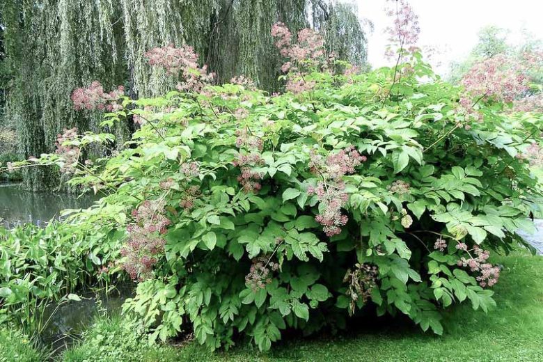 Aralia californica, California Spikenard, Elk's Clover,  Elk Clover, California Native Plants, California Native Perennials