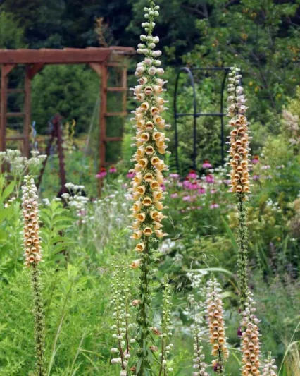 Digitalis Ferruginea, Rusty Foxglove, Large Yellow Foxglove, Cream-Colored Foxglove, Great Yellow Foxglove, Large-Flowered Foxglove, Yellow Foxglove