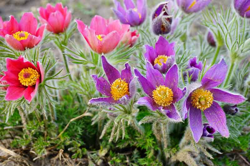 Pulsatilla, Pasque Flower, Pasqueflower, Meadow Anemone,Easter Flower,  Prairie Smoke, Pulsatilla vulgaris, Pulsatilla alpina, Pulsatilla halleri, Spring flowers