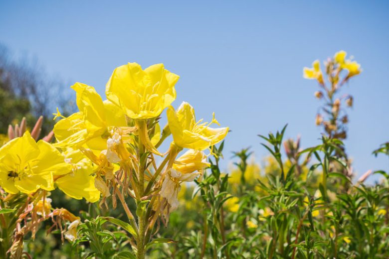 Oenothera elata, Hooker's Evening Primrose, Hairy Evening Primrose, Western Evening Primrose, Marsh Evening Primrose, Yellow Flowers, Native Plants