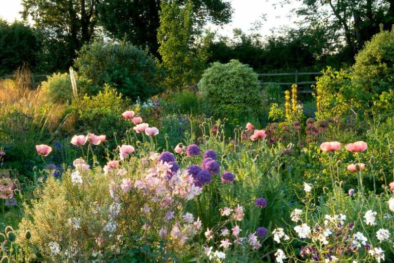 Papaver Orientale 'Turkish Delight', Oriental Poppy 'Turkish Delight', Pink Poppy, Pink Flower, Pink Papaver, Pink Orientale Poppy