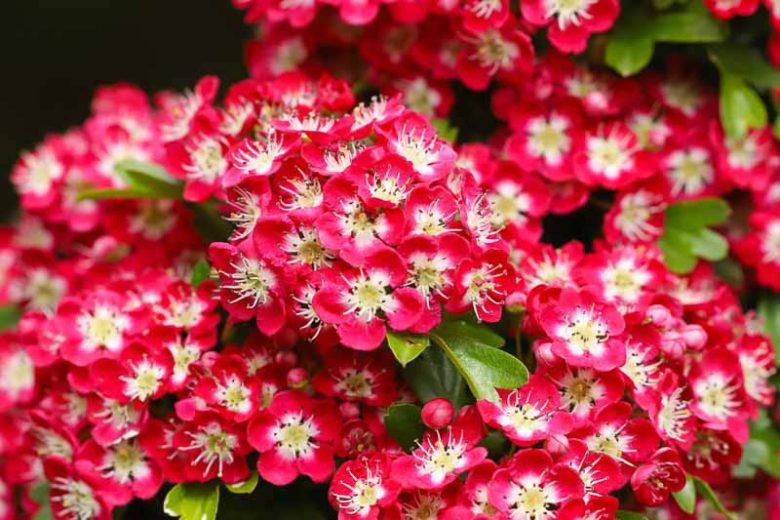Crataegus laevigata 'Punicea', Midland Hawthorn 'Punicea',English Hawthorn 'Punicea', Red fruit, red berries, Winter fruits, Red flowers,