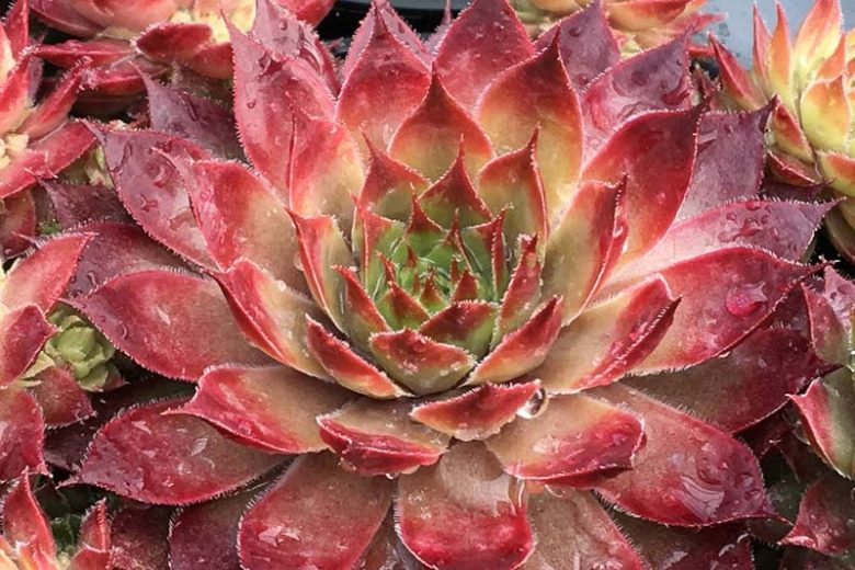 Sempervivum Butterscotch Baby, Hens and Chicks Butterscotch Baby, Houseleek Butterscotch Baby, Chick Charms Series, succulent, evergreen succulent, Red Succulent, drought tolerant perennial, drought tolerant plant