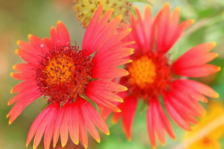 Gaillardia, Blanket Flower, Drought tolerant flower, Native Plant,