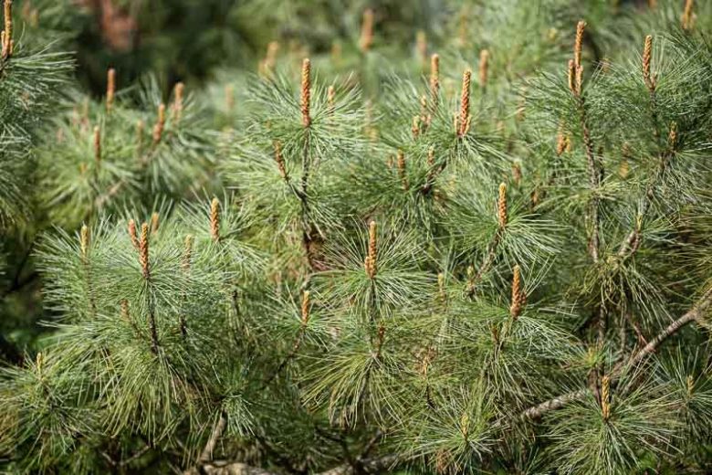 Pinus pumila, Dwarf Siberian Pine, Evergreen Conifer, Evergreen Shrub, Dwarf Conifer