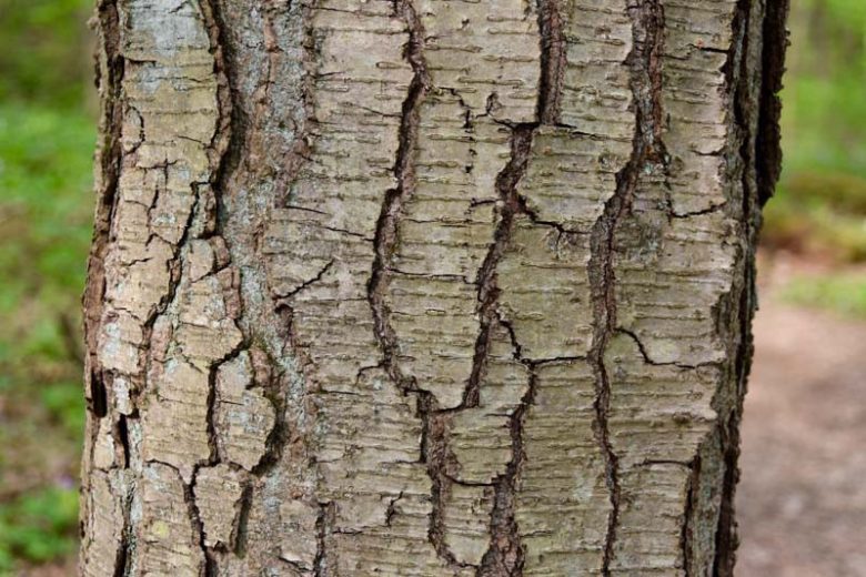 Betula lenta, Sweet Birch, Cherry Birch, Black Birch, Mahogany Birch, Tree with fall color, Fall color, Attractive bark Tree