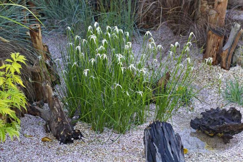 Rhynchospora colorata, Starrush Whitetop, Star Sedge, White-topped Sedge, Whitetop Sedge, Star Rush, Dichromena colorata, Rhynchospora drummondiana, Rhynchospora stellata, Schoenus coloratus, Aquatic Plants, Aquatic Grasses, Pond Plants, Pond Grasses