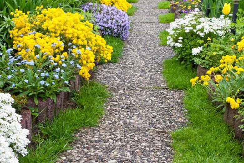 Iberis Sempervirens, Evergreen Candytuft, Perennial Candytuft, Edging Candytuft