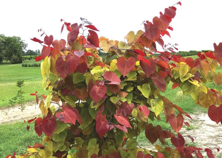 Cercis canadensis Ace of Hearts, Eastern Redbud Ace of Hearts, Shrub, Small Tree, Pink Flowers,