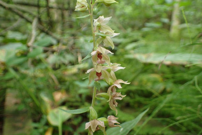 Epipactis helleborine, Hardy Orchid, Broad Leaved Helleborine, Epipactis latifolia, Garden Orchids