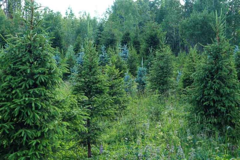 Abies fraseri, Fraser Fir, Frasier Fir, Fraser's Balsam Fir, Southern Balsam Fir, Evergreen Conifer, Evergreen Shrub, Evergreen Tree