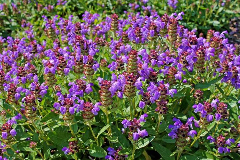 Prunella vulgaris, Selfheal, All-Heal, Blue Curls, Blue Lucy, Carpenter Grass, Carpenter's Square, Heart of the Earth, Herb Carpenter, California Native Plant, California Native Perennial
