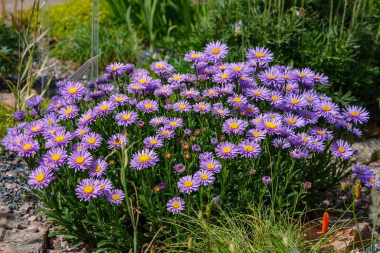 Aster alpinus, Alpine Aster, Blue Alpine Daisy, Rock Aster, Summer Perennials, Summer Flowers, Lavender Asters, Blue Asters