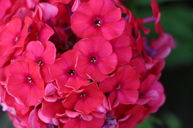 Phlox Paniculata 'Red Riding Hood', Phlox 'Red Riding Hood', Border Phlox 'Red Riding Hood', Fall Phlox 'Red Riding Hood', Garden Phlox 'Red Riding Hood', Perennial Phlox 'Red Riding Hood', Summer Phlox 'Red Riding Hood', Red phlox,Red flowers