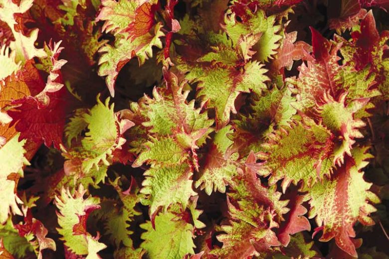 Solenostemon Henna, Coleus Henna, Plectranthus Henna, Variegated Coleus, Variegated Solenostemon, Variegated Plectranthus