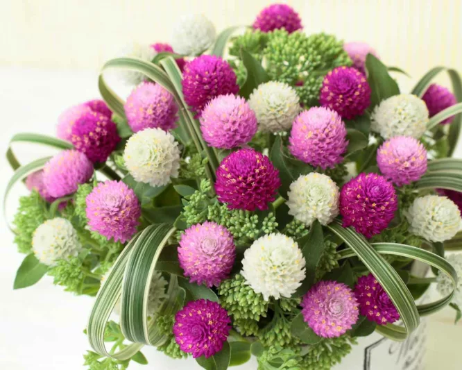 Gomphrena globosa 'Ping Pong Series', Globe Amaranth 'Ping Pong Series', Bachelor's Button 'Ping Pong Series', Globe Flower 'Ping Pong Series', Purple Globe amaranth, Pink Globe Amaranth, White Globe Amaranth